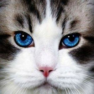 Meet your Posher, Sheryl